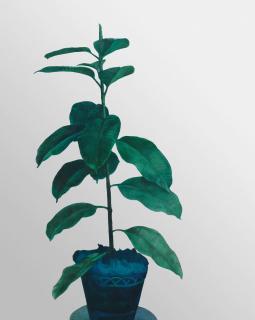 Michelangelo Pistoletto - Ficus