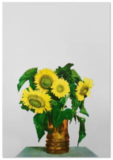 Michelangelo Pistoletto - Girasoli