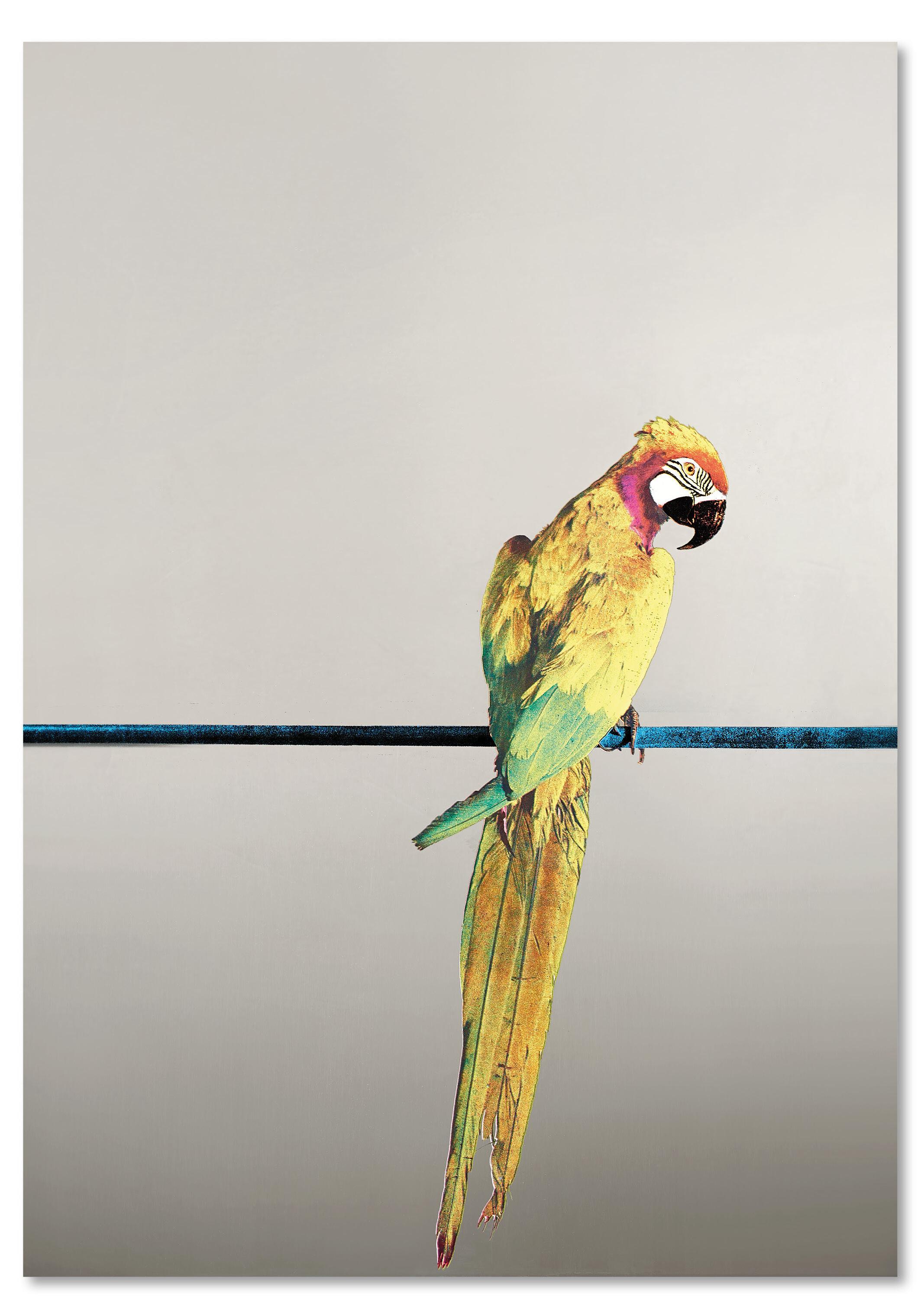 Michelangelo Pistoletto - Pappagallo