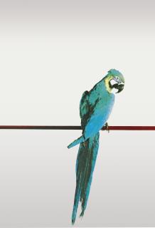 Michelangelo Pistoletto - Pappagallo