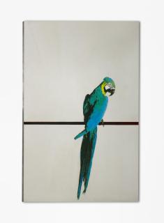 Michelangelo Pistoletto - Pappagallo