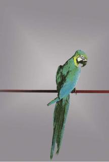 Michelangelo Pistoletto - Parrot