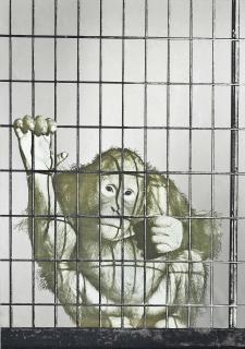 Michelangelo Pistoletto - Scimmia In Gabbia (Monkey In A Cage)
