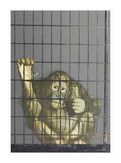 Michelangelo Pistoletto - Scimmia in Gabbia