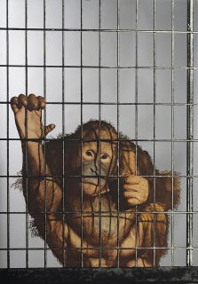 Michelangelo Pistoletto - Scimmia