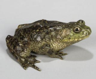 Michele Vitaloni - Frog