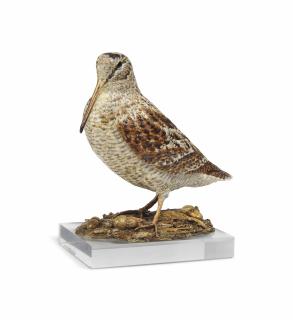 Michele Vitaloni - Woodcock In Leaf Litter