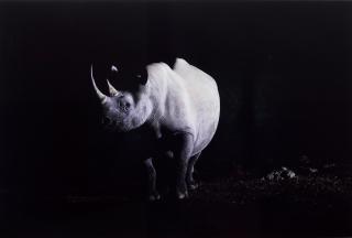Michelle Liles - Evening Rhino in Namibia