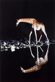 Michelle Liles - Look at My Beautiful Reflection