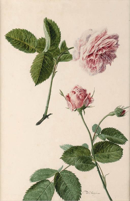 Michiel Van Huysum - Study of Roses (Rosa centifolia)