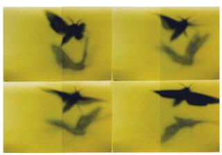 Mike And Doug Starn - ATL Film Still # 8