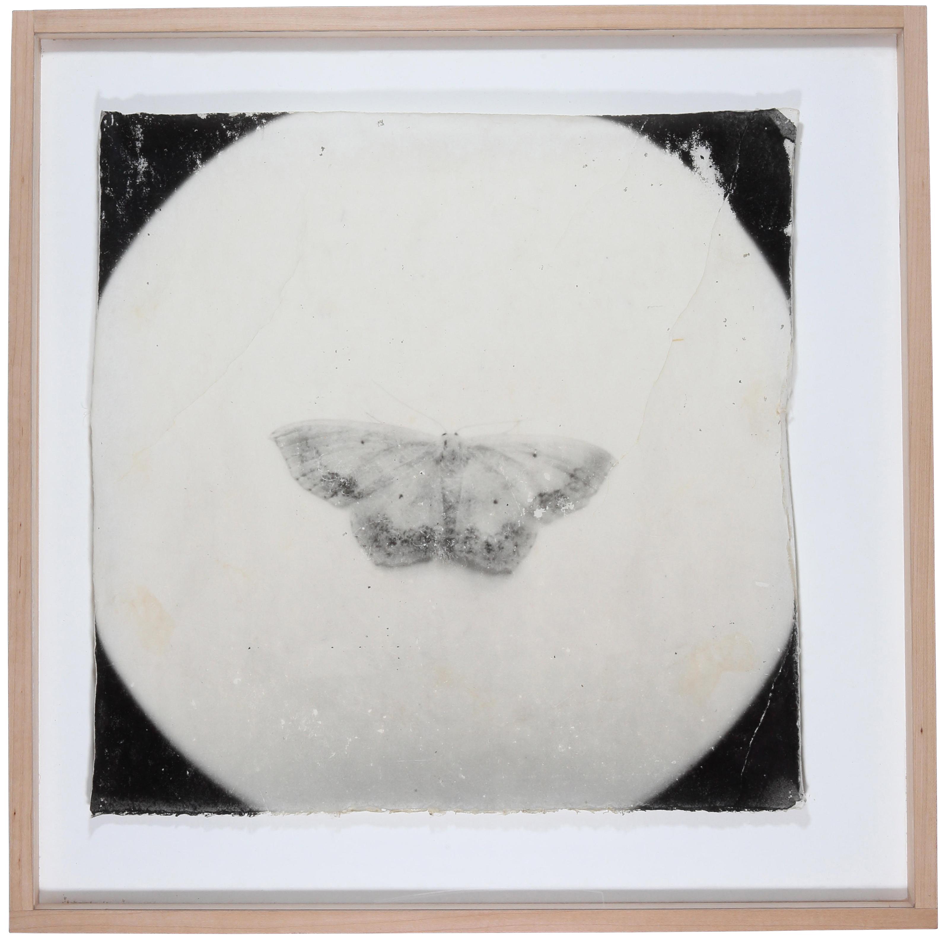 Mike And Doug Starn - Attracted to Light