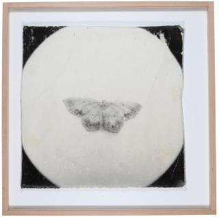 Mike And Doug Starn - Attracted to Light