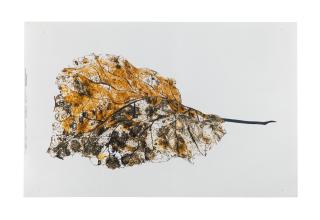 Mike And Doug Starn - Black Pulse 11 (lambda)