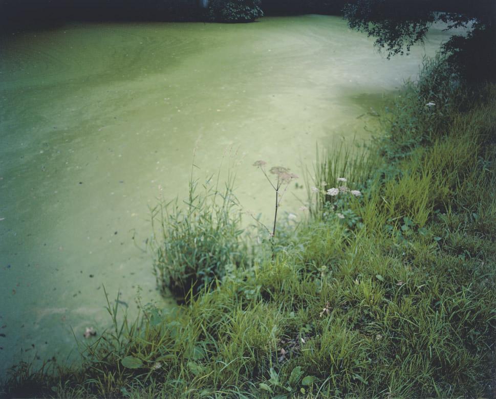 Mike Perry - Weed, pike pond, Hodnet Hall, 2009