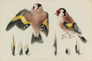 Mildred E. Eldridge, A.R.W.S., A.R.C.A. - Study of goldfinch