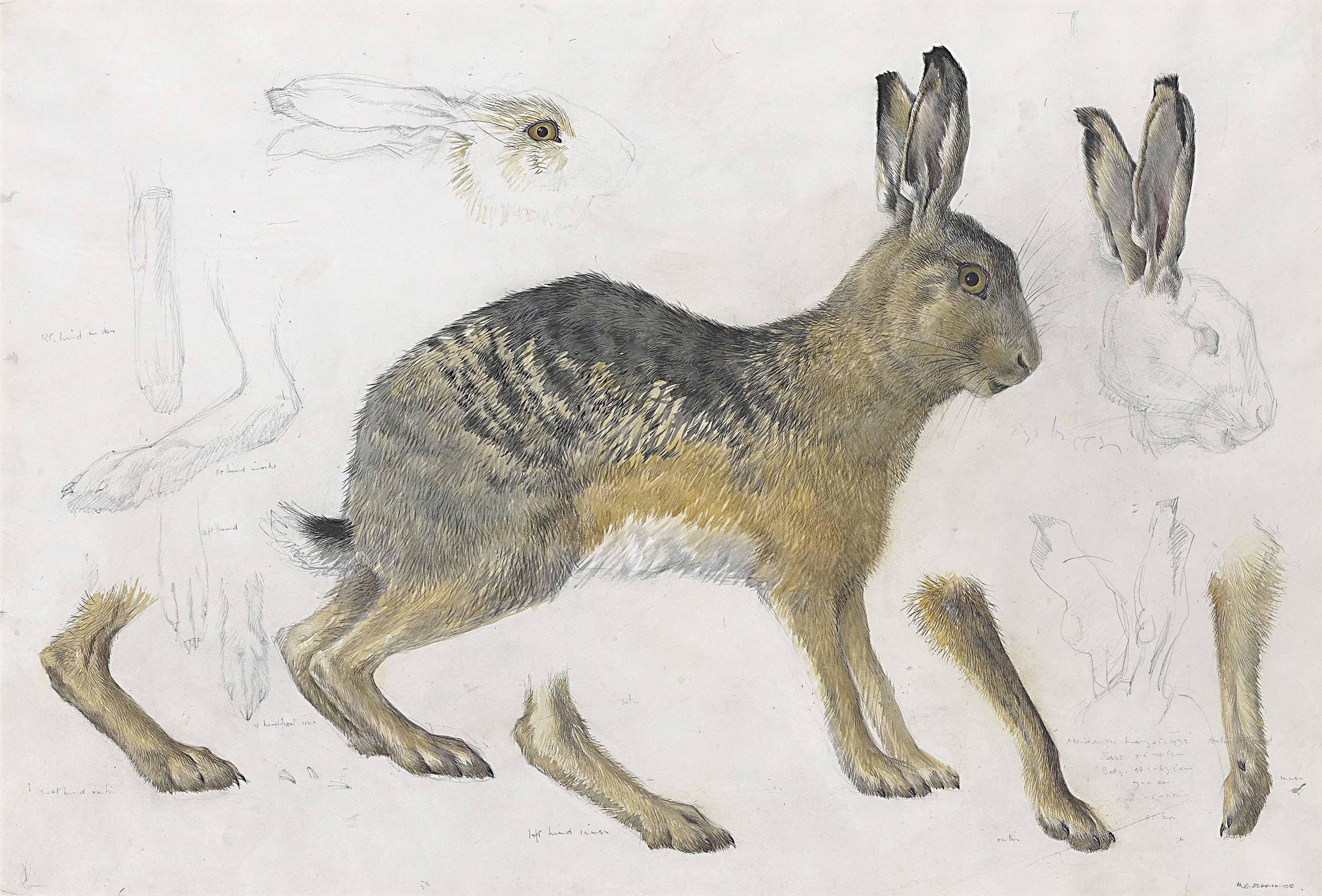 Mildred E. Eldridge, R.W.S. - Hare, Drawn At Aberdaron, Gwynedd