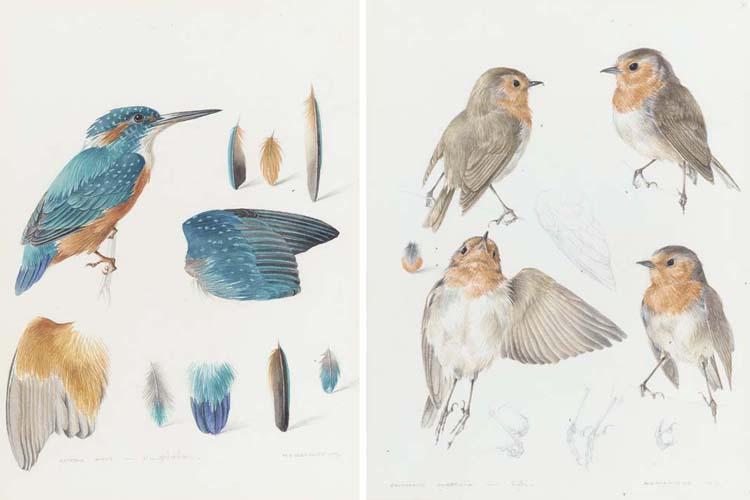Mildred E. Eldridge, R.W.S. - Kingfisher; And Robin (Both Illustrated)