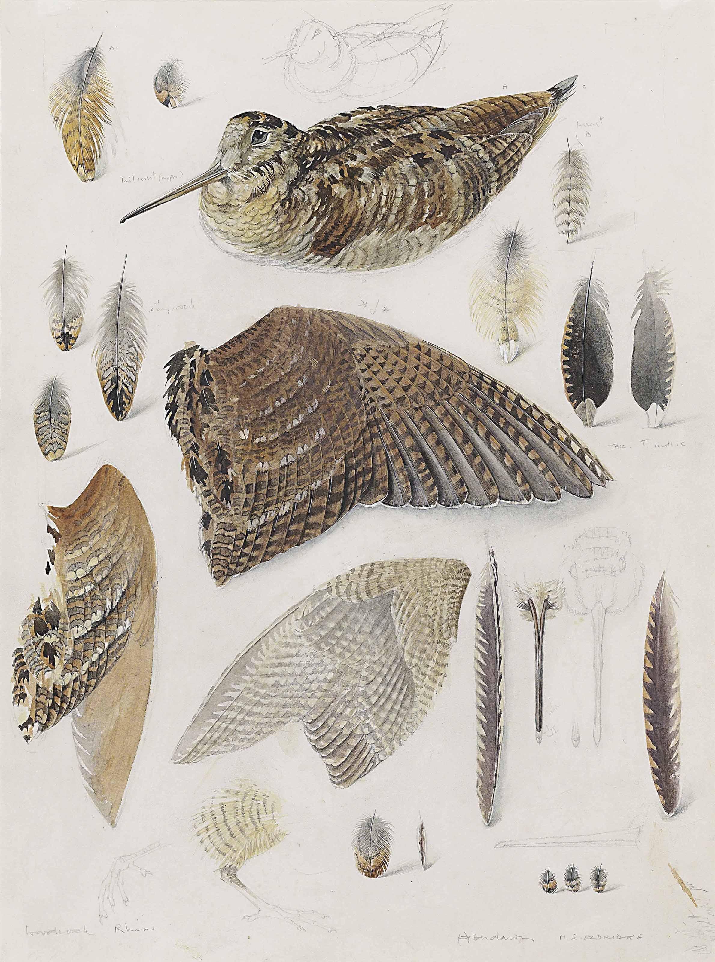 Mildred E. Eldridge, R.W.S. - Studies Of A Woodcock And Lapwing