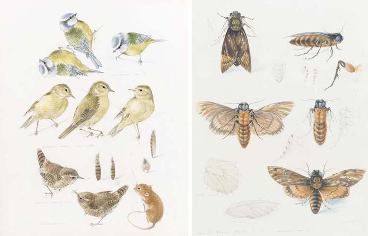 Mildred E. Eldridge, R.W.S. - Studies of Blue Tits, Willow Warblers And Wrens; And Studies of Moths (Both Illustrated)