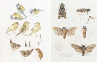 Mildred E. Eldridge, R.W.S. - Studies of Blue Tits, Willow Warblers And Wrens; And Studies of Moths (Both Illustrated)