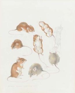Mildred E. Eldridge, R.W.S. - Study of Mice