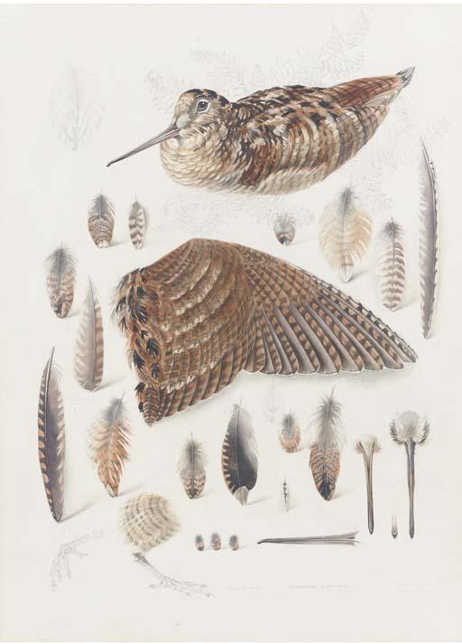 Mildred E. Eldridge, R.W.S. - Woodcock