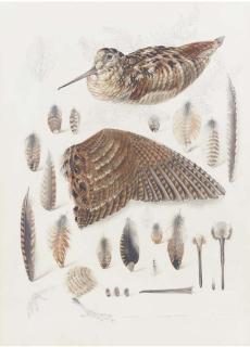 Mildred E. Eldridge, R.W.S. - Woodcock