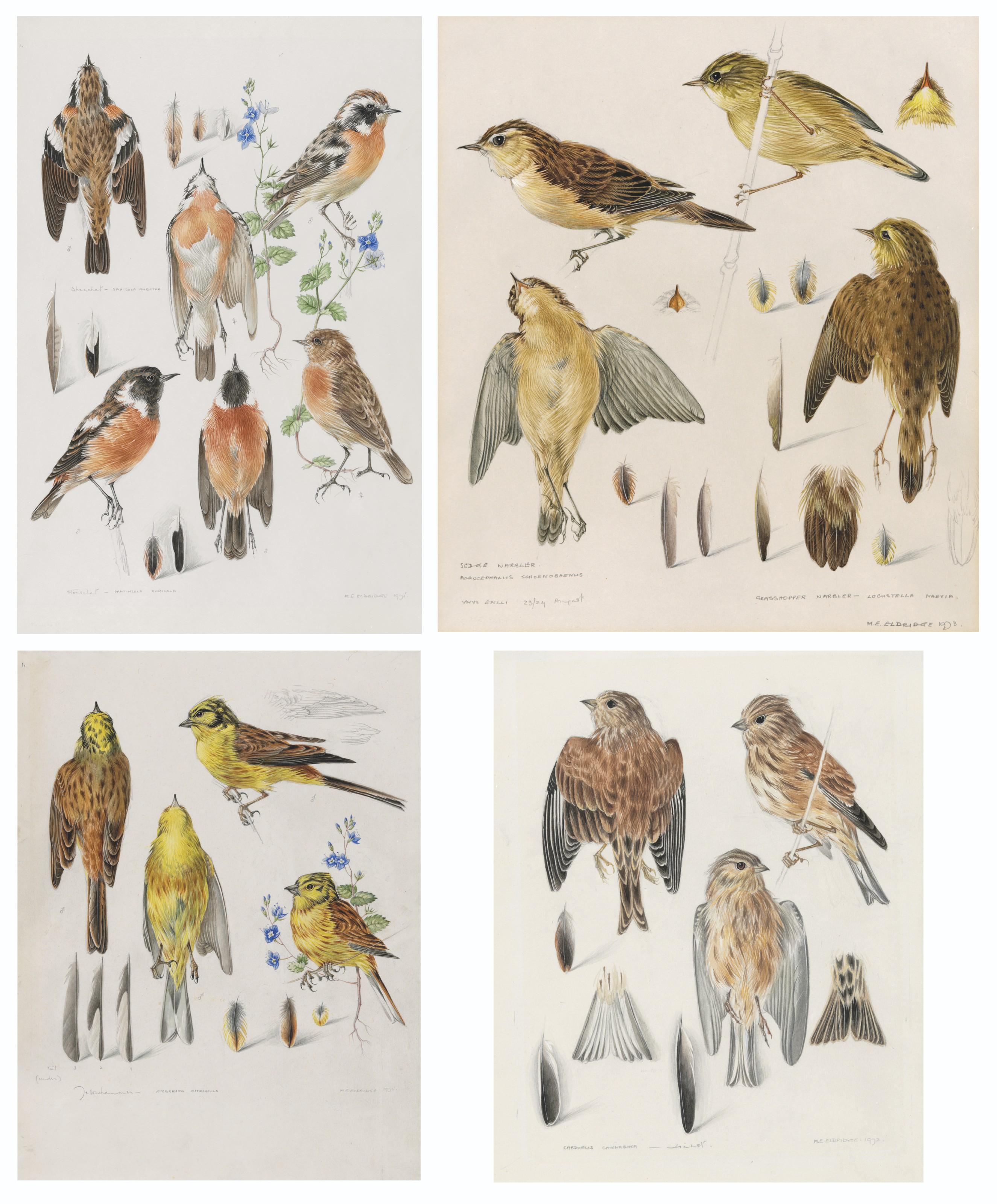 Mildred E. Eldridge - Four sheets of anatomical studies of birds: Whinchat and stonechat; Linnet; Sedge Warbler and grasshopper warbler; and Yellowhammer