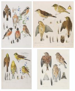 Mildred E. Eldridge - Four sheets of anatomical studies of birds: Whinchat and stonechat; Linnet; Sedge Warbler and grasshopper warbler; and Yellowhammer