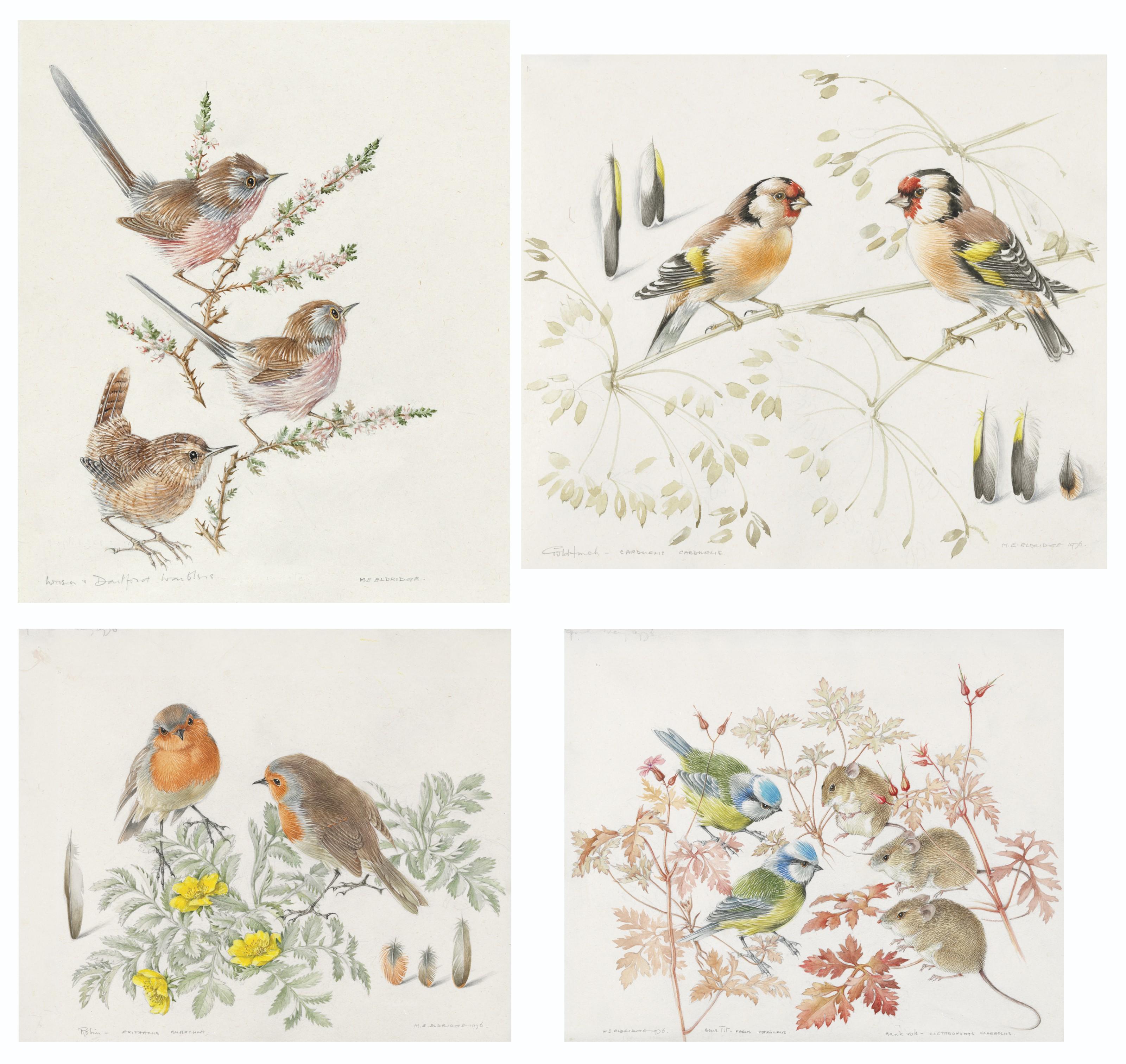 Mildred E. Eldridge - Four studies: Wren and Dartford warbler; Robin; Blue tit and bank vole; and goldfinch