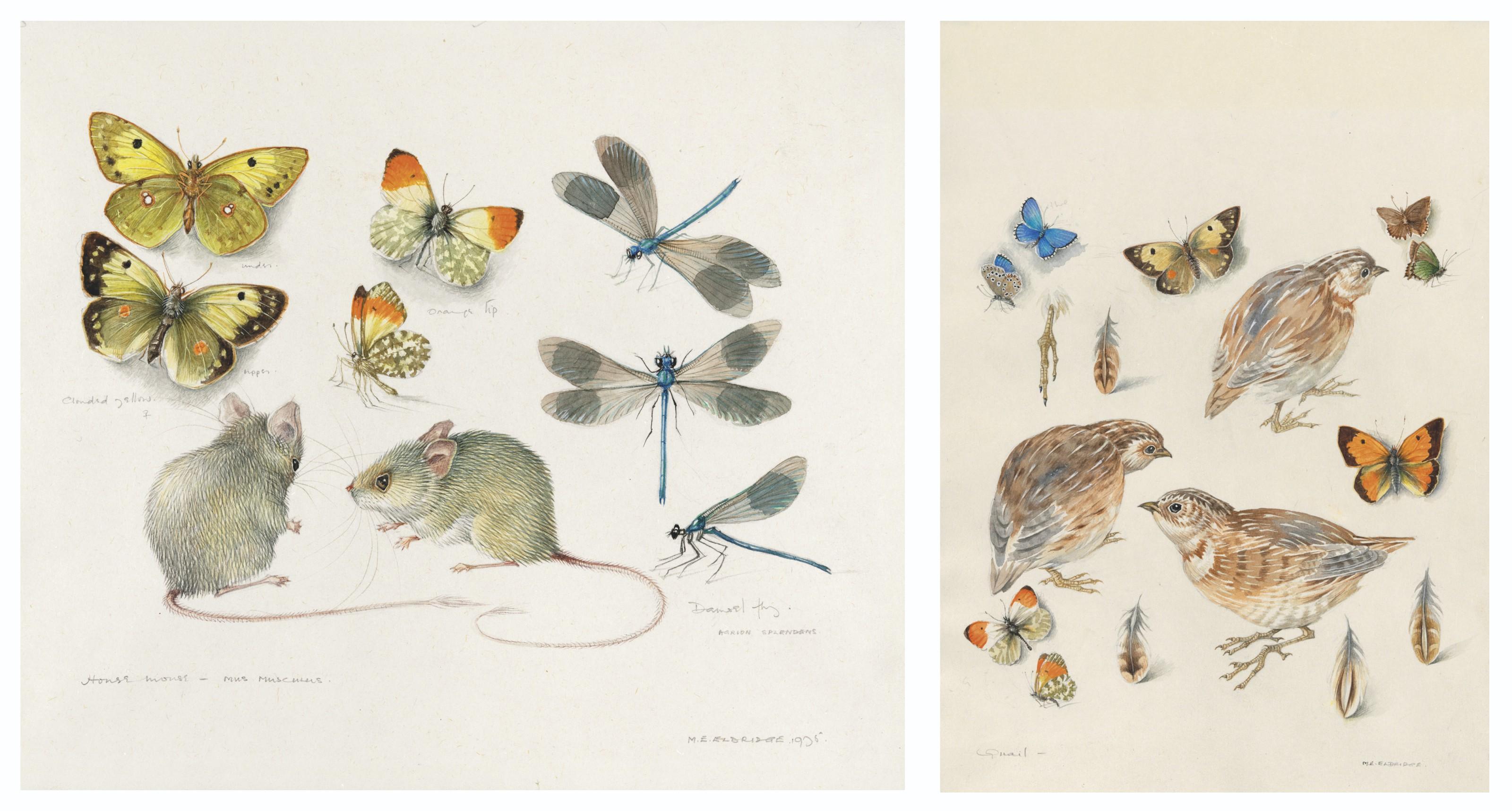 Mildred E. Eldridge - House mouse, butterflies and damsel fly; Quail and butterflies; and Kingfisher