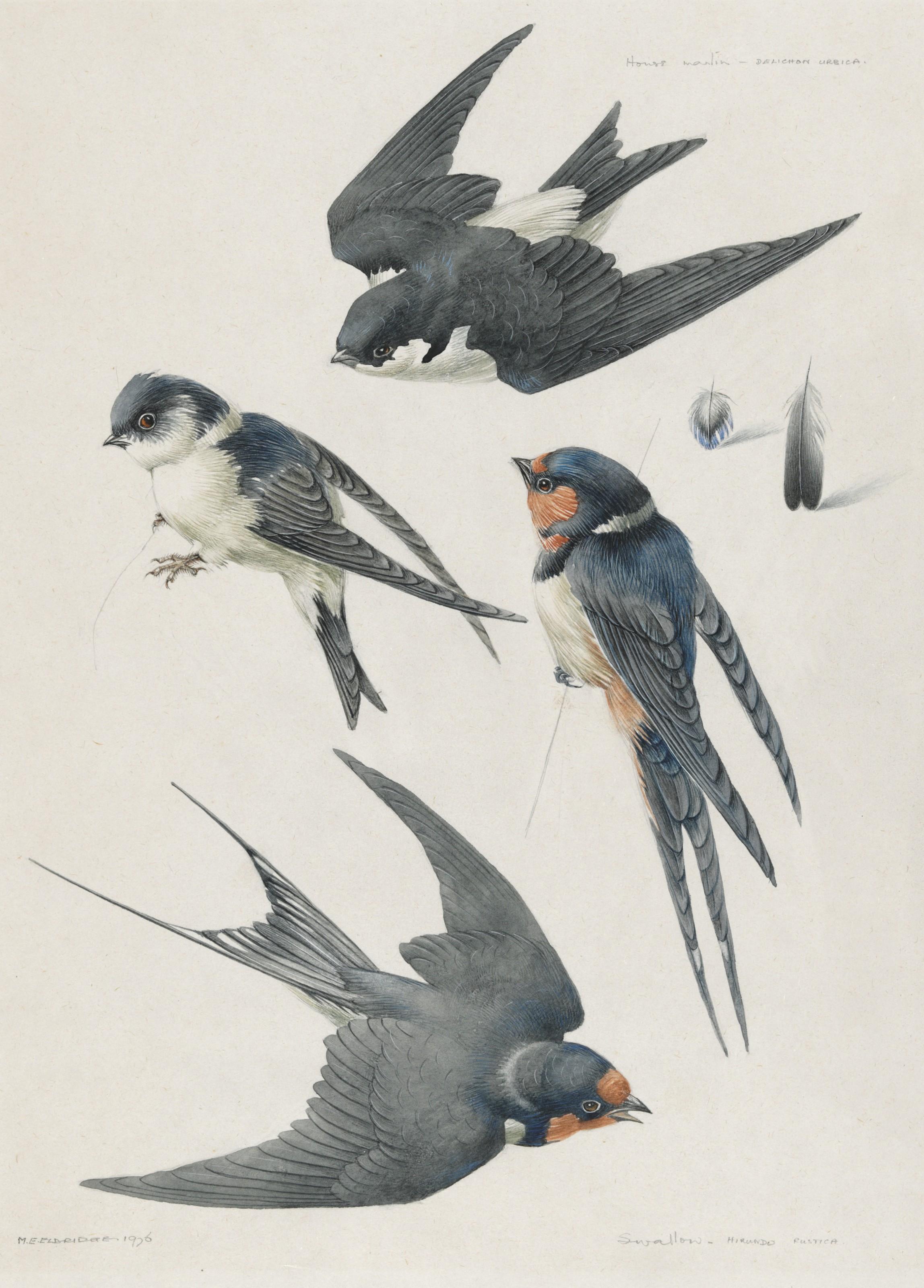 Mildred E. Eldridge - Studies of a house martin and a swallow