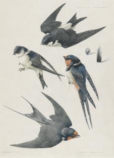 Mildred E. Eldridge - Studies of a house martin and a swallow
