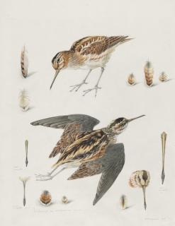 Mildred E. Eldridge - Studies of jacksnipe