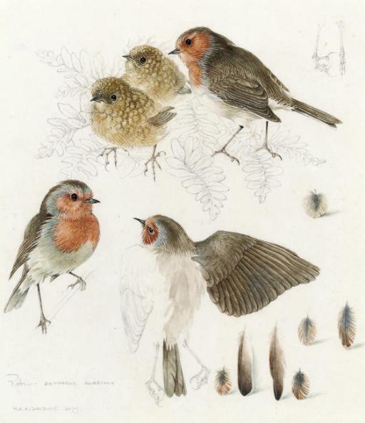 Mildred E. Eldridge - Studies of robins (one illustrated)