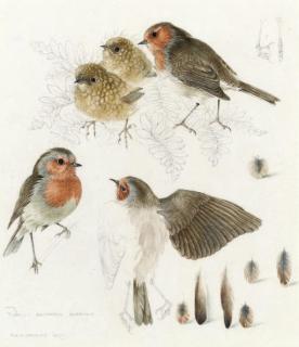 Mildred E. Eldridge - Studies of robins (one illustrated)
