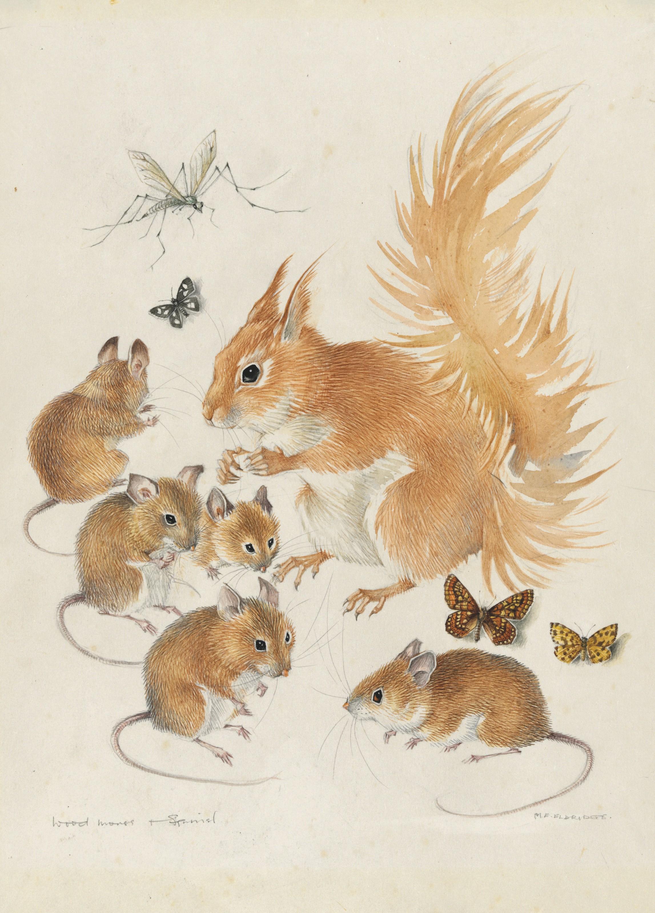 Mildred E. Eldridge - Studies of wood mice and a squirrel, with insects