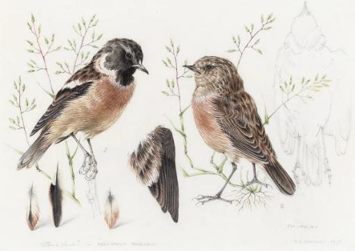 Mildred E. Eldridge - Study of a Redpoll; and Study of a Stonechat (illustrated)