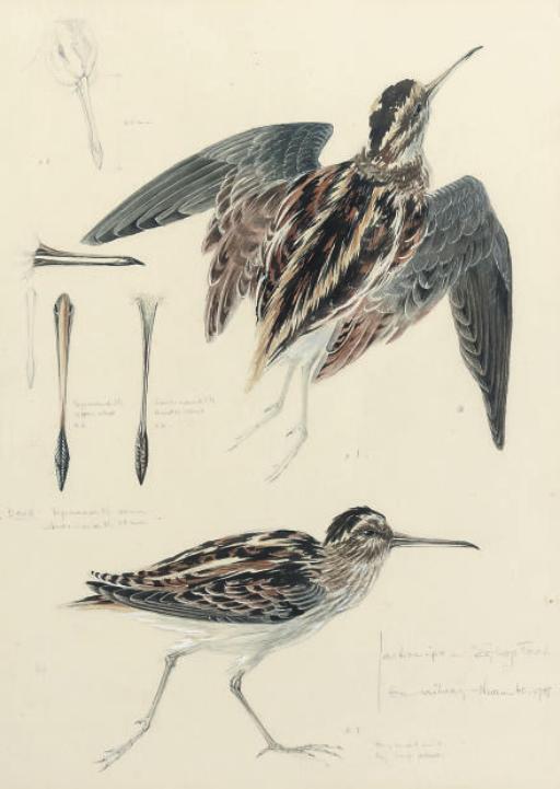 Mildred E. Eldridge - Study of a snipe