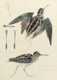Mildred E. Eldridge - Study of a snipe