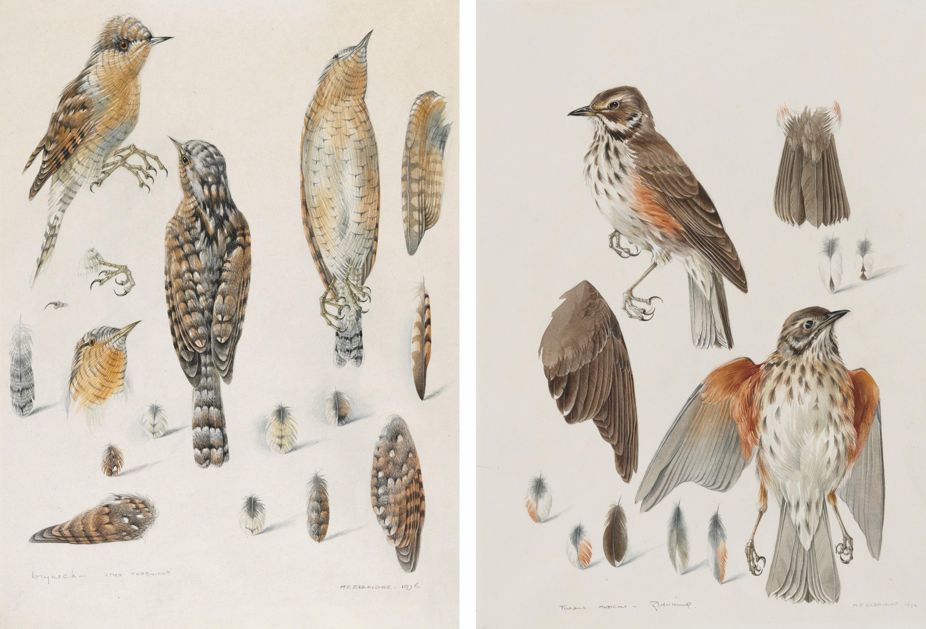 Mildred E. Eldridge - Three anatomical studies of birds: Wryneck; Song thrush; and Redwing