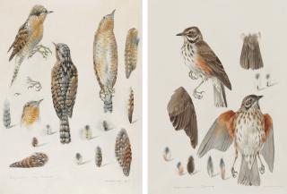 Mildred E. Eldridge - Three anatomical studies of birds: Wryneck; Song thrush; and Redwing