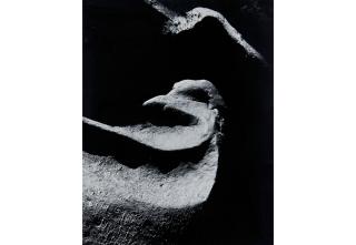 Minor White - Cape Meares, Oregon, August