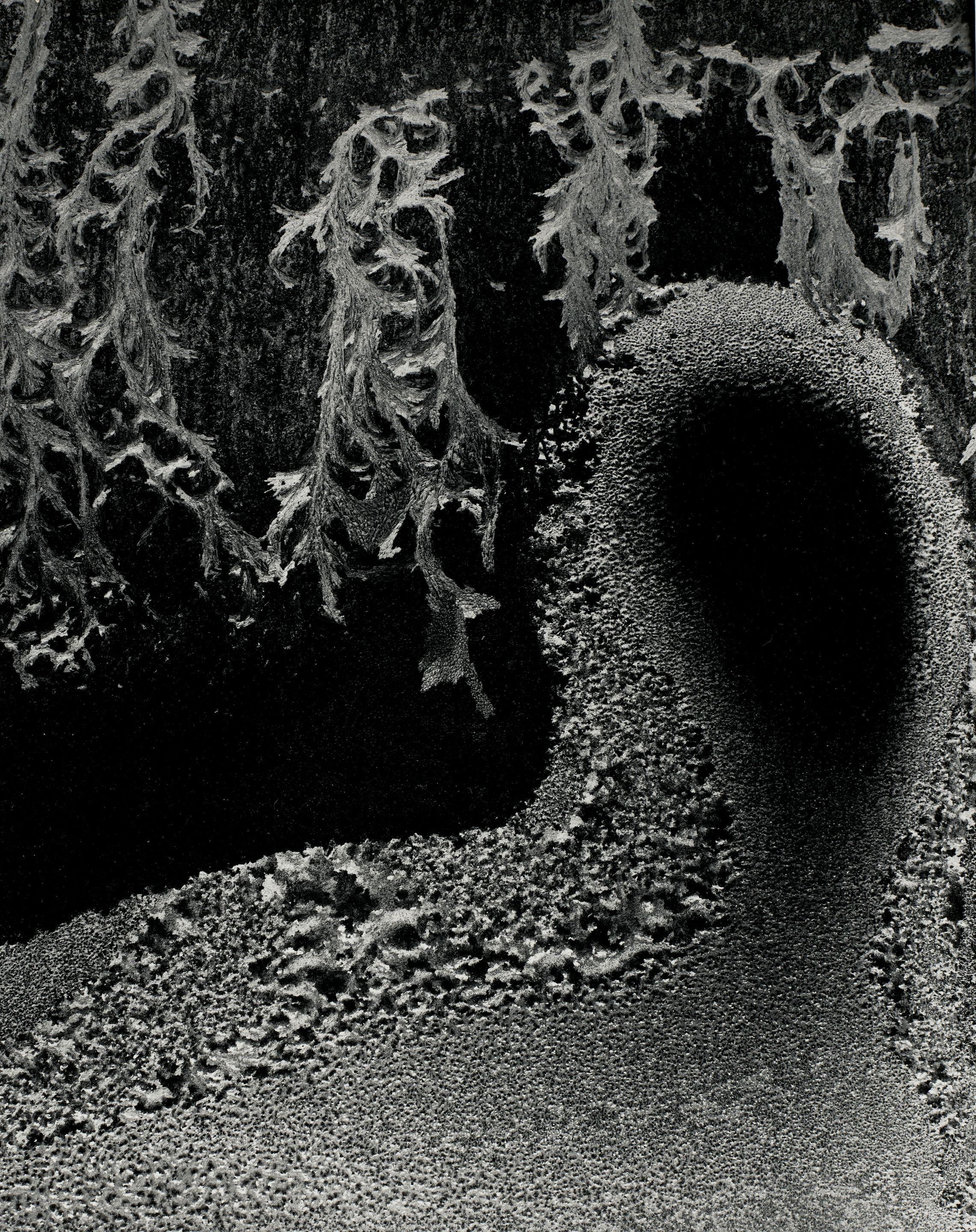 Minor White - \'Empty Head, Pultneyville, N.Y., February 1962\'