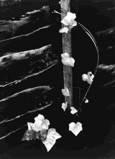 Minor White - Ivy, Portland, Oregon (1964)