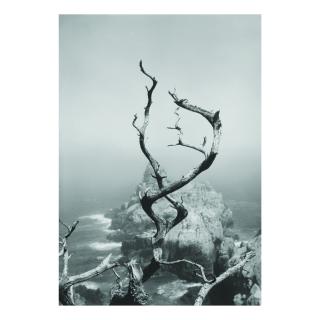Minor White - \'Point Lobos, California\' (Twisted Tree)