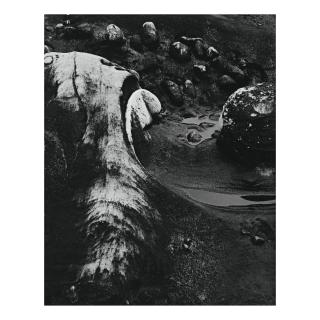 Minor White - Resurgence (Point Lobos State Park, California)