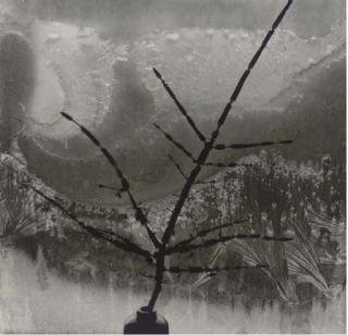 Minor White - Ritual Branch, 1958