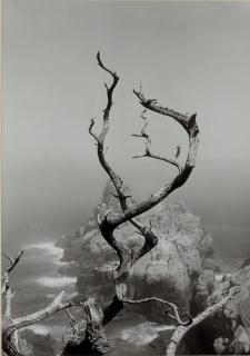 Minor White - Twisted Tree, Lobos State Park, California, 1950